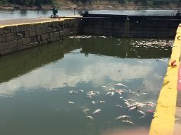 Los peces muertos se observan en el río Ohio. FACEBOOK/KentuckyEEC