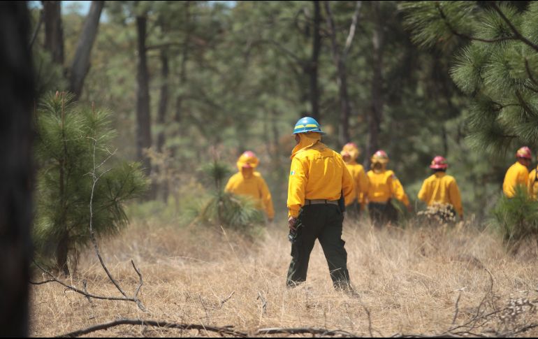 Trabajan también en el establecimiento de un programa de recuperación y restauración de la microcuenca afectada por los incendios en San Gabriel. EL INFORMADOR / ARCHIVO