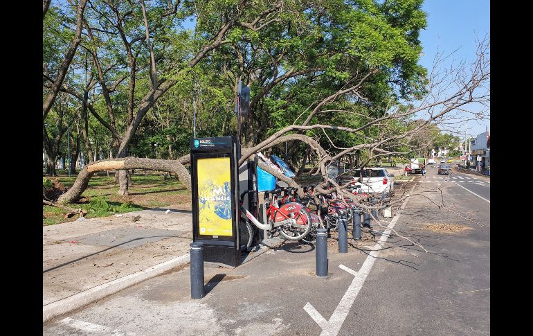 Un árbol cayó sobre una estación del sistema MiBici, unas cuatro bicicletas lucían con aparentes daños. EL INFORMADOR / S. Rodríguez