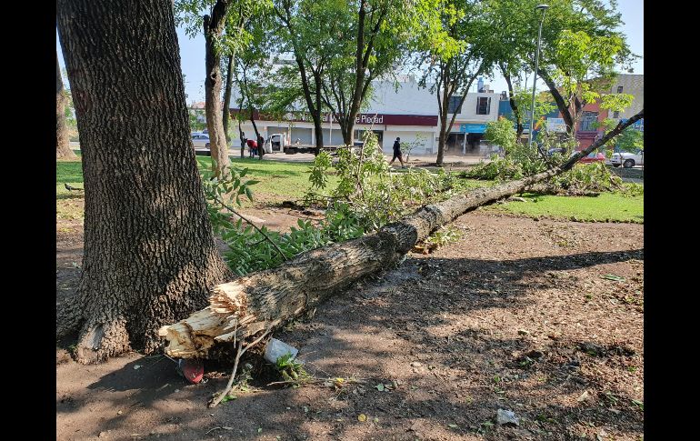 Al menos seis árboles fueron derribados por las ráfagas de viento y el flujo de agua tras la tormenta del lunes. EL INFORMADOR / S. Rodríguez