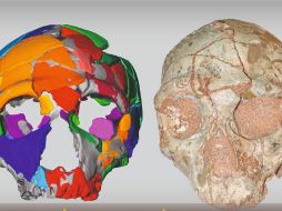 Los resultados sugieren que dos grupos humanos del Pleistoceno medio tardío estaban presentes en este sitio. TWITTER / @C_Positronico