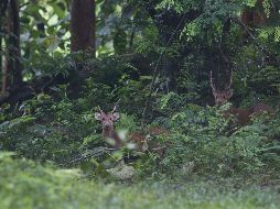 Los asistentes al parque alimentan a los ciervos para poder tomarse una fotografía, pero muchos no cumplen con las recomendaciones sobre la comida adecuada. AP/ARCHIVO