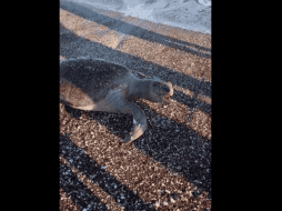 En el video, se narra como la tortuga hinchada y aún  con vida fue sacada del  mar y colocada en la arena cuando estaba moribunda. TWITTER / @ProyectoPuente
