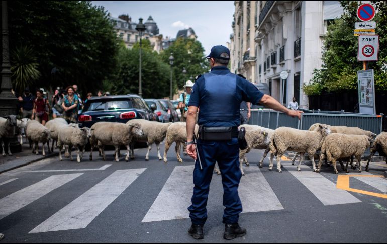 Guiado por dos pastores, el rebaño estuvo vigilado por policías motorizados y voluntarios a pie que les ayudaron a cruzar las calles de la capital. AP/M. Bureau