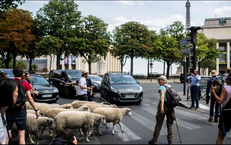 Guiado por dos pastores, el rebaño estuvo vigilado por policías motorizados y voluntarios a pie que les ayudaron a cruzar las calles de la capital. AP/M. Bureau