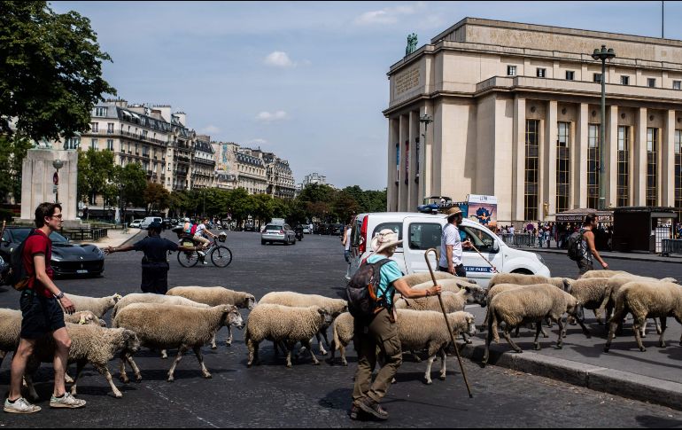 Guiado por dos pastores, el rebaño estuvo vigilado por policías motorizados y voluntarios a pie que les ayudaron a cruzar las calles de la capital. AP/M. Bureau