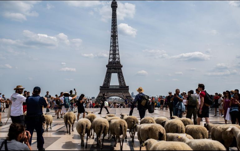 Guiado por dos pastores, el rebaño estuvo vigilado por policías motorizados y voluntarios a pie que les ayudaron a cruzar las calles de la capital. AP/M. Bureau