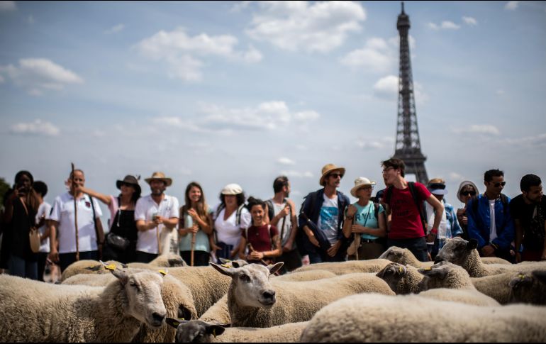 Guiado por dos pastores, el rebaño estuvo vigilado por policías motorizados y voluntarios a pie que les ayudaron a cruzar las calles de la capital. AP/M. Bureau