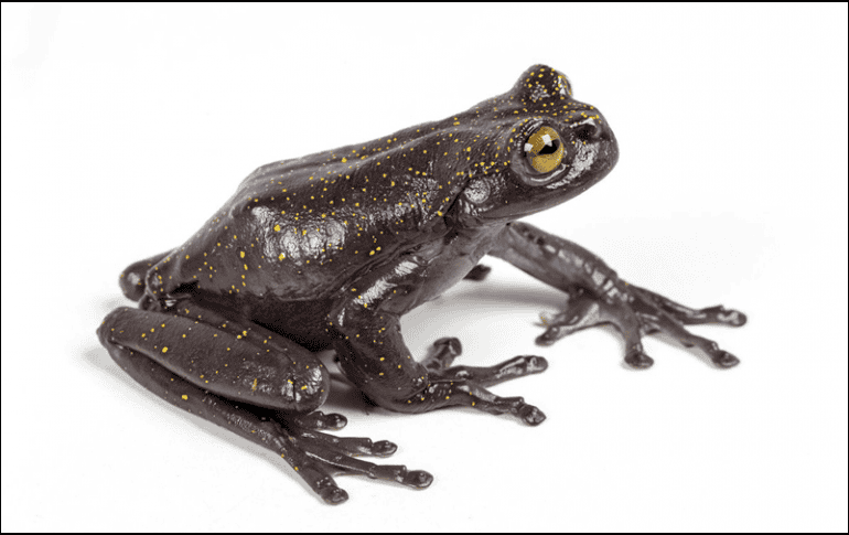 Las dos nuevas especies fueron bautizadas como 