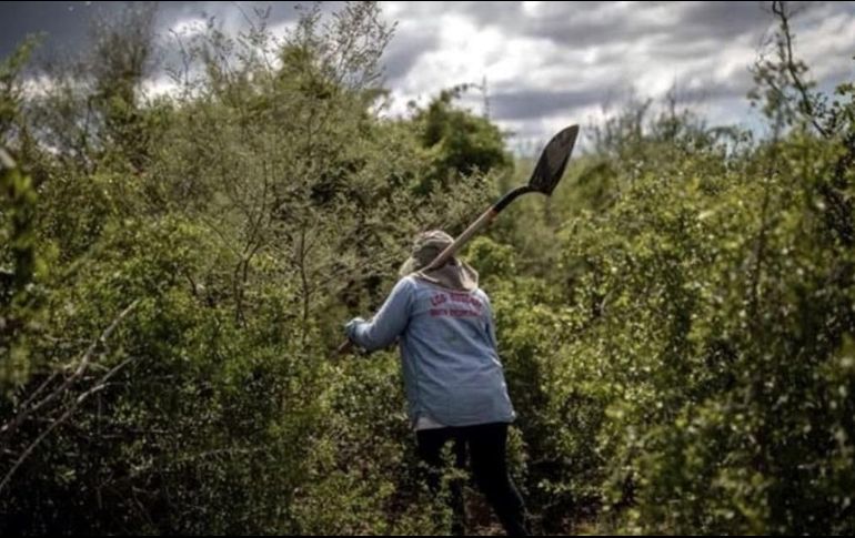 La activista fue asesinada a balazos el pasado viernes en el municipio de Aquila. TWITTER/@cencos