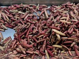 La Organización de las Naciones Unidas para la Alimentación y la Agricultura (FAO) señala que la entomofagia podría ser una alternativa saludable y menos agresiva con el medio ambiente. NTX / ARCHIVO