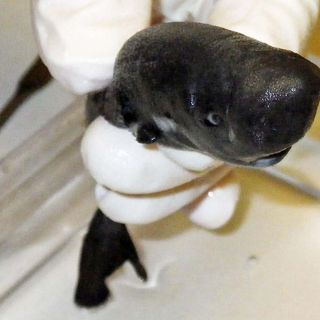 Hallan nueva especie de tiburón en el Golfo de México