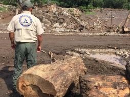 La dependencia agregó que sí bajó material forestal, como ramas, pero no afectó ni viviendas ni a la población. ESPECIAL/ @PCJalisco