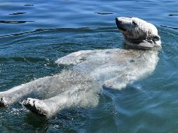 Un oso polar se refresca en las instalaciones del zoológico de Gelsenkirchen, Alemania. AP/M. Meissner
