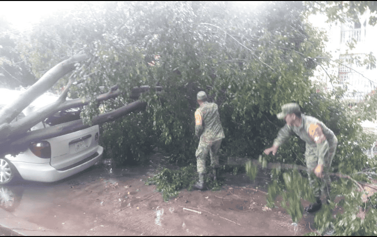 Entre los árboles caídos, se encuentran el de Moctezuma y Playa de Hornos, en La Primavera y el de Copérnico y Clouthier, en la colonia Paseos del Sol. ESPECIAL / SEDENA