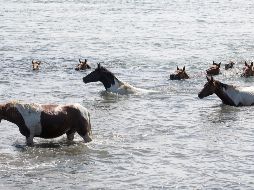 La gente siguió el evento desde la orilla; en ocasiones, sólo se pudieron ver las cabezas de los animales sobre el agua. AP/S. Holm