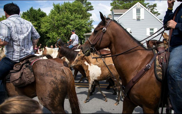 La gente siguió el evento desde la orilla; en ocasiones, sólo se pudieron ver las cabezas de los animales sobre el agua. AP/S. Holm