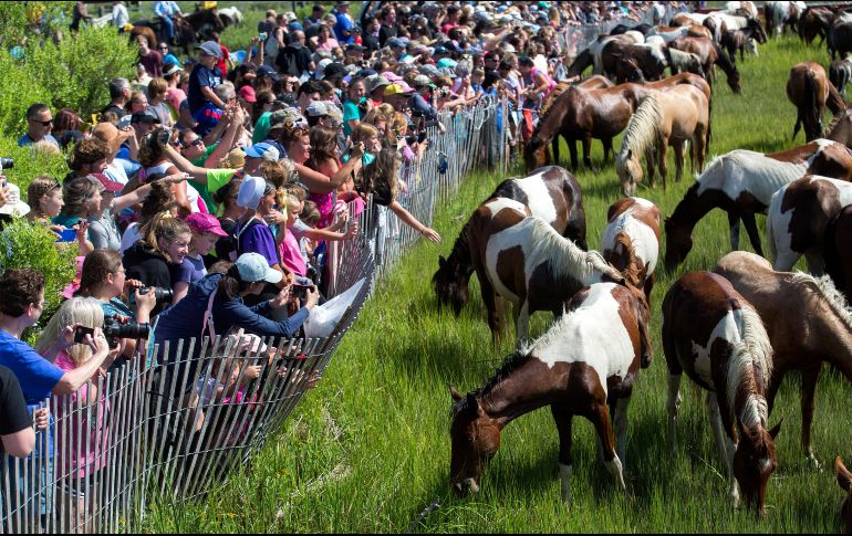 La gente siguió el evento desde la orilla; en ocasiones, sólo se pudieron ver las cabezas de los animales sobre el agua. AP/S. Holm