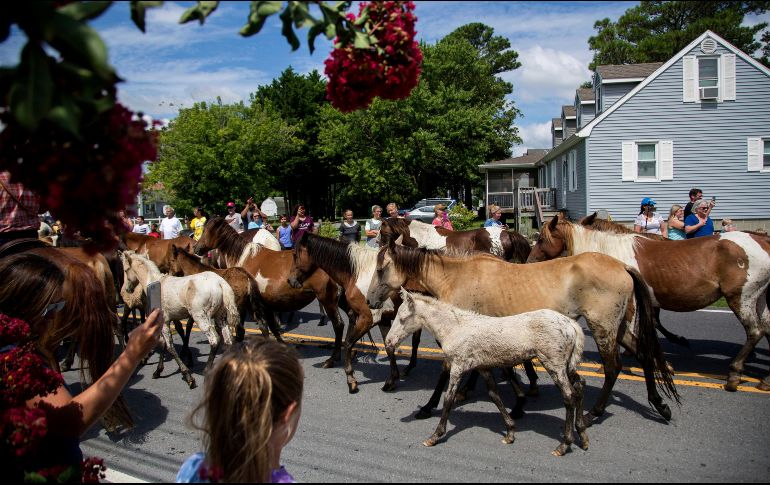 La gente siguió el evento desde la orilla; en ocasiones, sólo se pudieron ver las cabezas de los animales sobre el agua. AP/S. Holm
