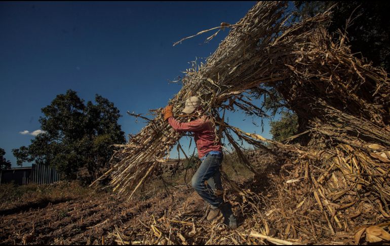 Una de las áreas en las que participa la arrendadora Mega es el campo. EL INFORMADOR/Archivo