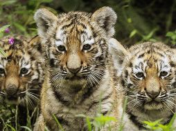 China realiza esfuerzos por preservar la especie de tigres siberianos a través de programas de cría en cautiverio. EFE / ARCHIVO