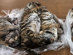 Los siete tigres hallados parecían ser bebés. AFP/N. Giang
