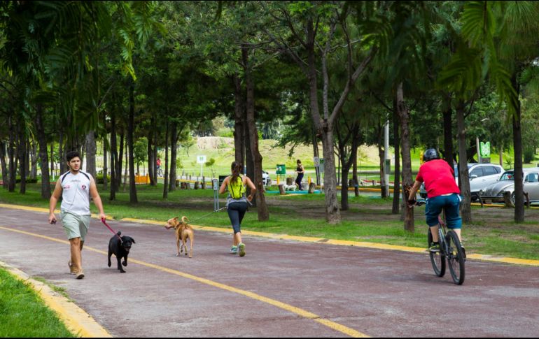 El evento, a desarrollarse en el Parque Metropolitano, busca juntar los beneficios de las berries como alimento junto a la actividad física. EL INFORMADOR/ARCHIVO