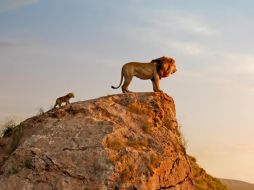 De acuerdo con Favreu, la película tiene 1490 planos renderizados, creados por animación, pero sólo uno es realmente una fotografía en África. FACEBOOK / The Lion King