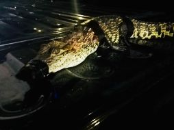 La Profepa se encargará de realizar la valoración médica del cocodrilo. ESPECIAL / Policía de Guadalajara