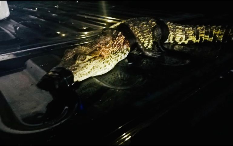 La Profepa se encargará de realizar la valoración médica del cocodrilo. ESPECIAL / Policía de Guadalajara