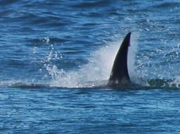 En los últimos 20 años, solo 17 ataques de tiburón a humanos en Estados Unidos han resultado mortales. AFP/ARCHIVO