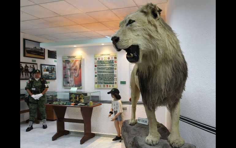 Animales disecados incautados también forman parte de la colección.