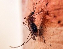 El último de zika confirmado en Jalisco fue en la semana 28, el cual se trató de una mujer de 64 años. EL INFORMADOR/ARCHIVO