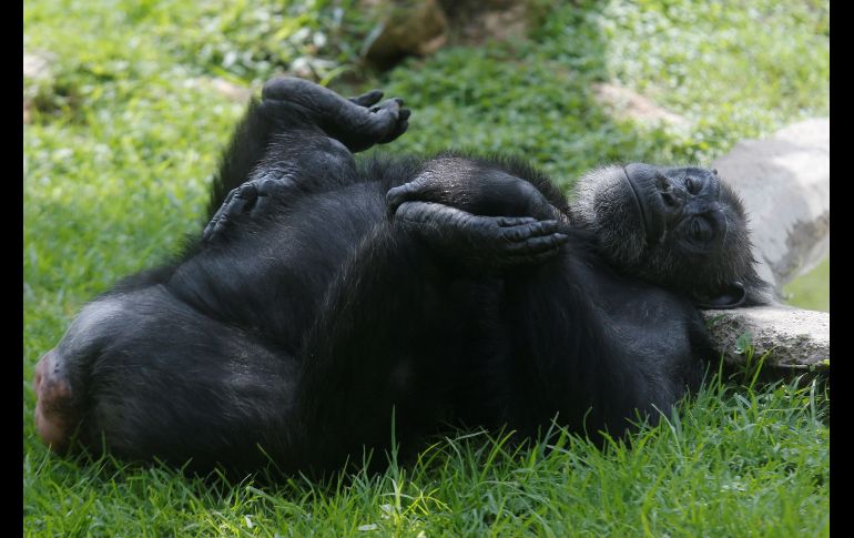 También un chimpancé.