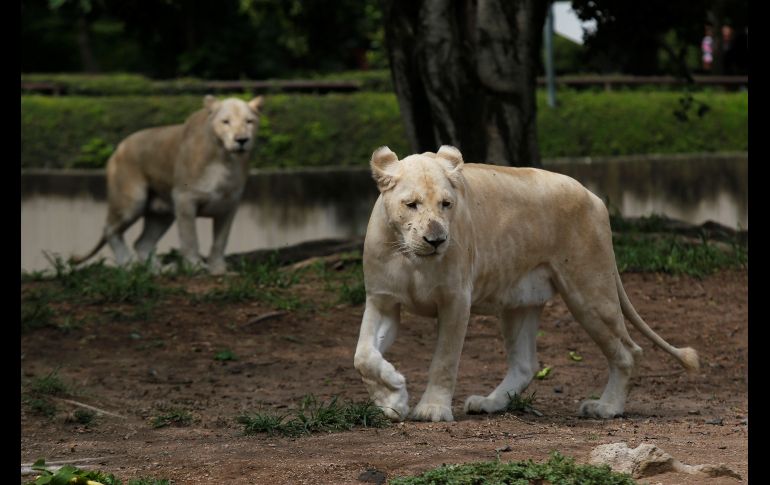 Leones blancos esperan su comida.