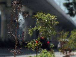 Incumplen plan de arbolado en eje de la Línea 3