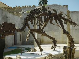 Nuestro anfitrión es el Lic. Adolfo Hernán Villareal Barragán, director de turismo de General Cepeda, quien nos platica que la cola de Hadrosaurio. EL INFORMADOR / A. Rodríguez