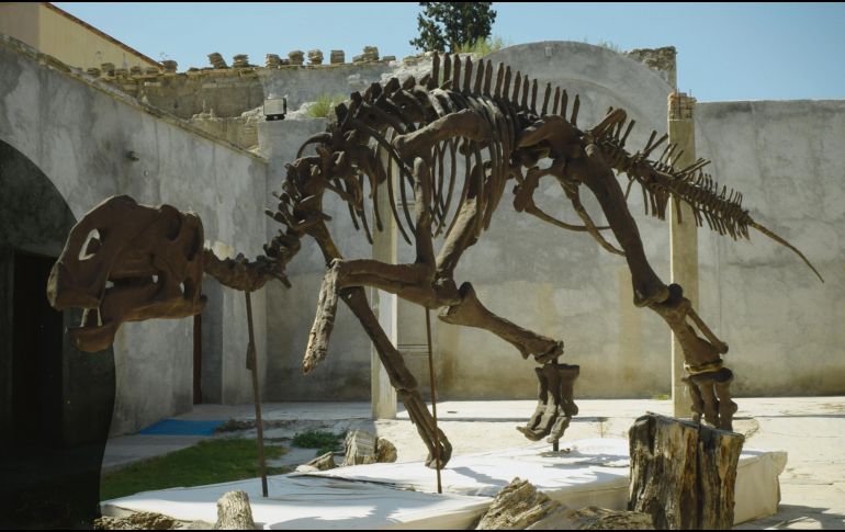 Nuestro anfitrión es el Lic. Adolfo Hernán Villareal Barragán, director de turismo de General Cepeda, quien nos platica que la cola de Hadrosaurio. EL INFORMADOR / A. Rodríguez