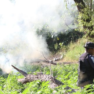 Aseguran droga valuada en más de tres MDP