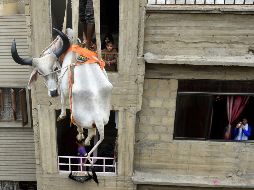 Personas adquieren vacas jóvenes y las hace subir a los techos, donde tienen agua y alimento suficiente; un año después, alquilan grúas para poder bajar a los animales antes del Aid al Kebir. AFP/R. Tabassum