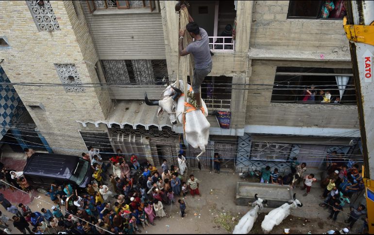 Personas adquieren vacas jóvenes y las hace subir a los techos, donde tienen agua y alimento suficiente; un año después, alquilan grúas para poder bajar a los animales antes del Aid al Kebir. AFP/R. Tabassum