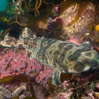 Científicos descubren el misterio de los tiburones que brillan en la oscuridad