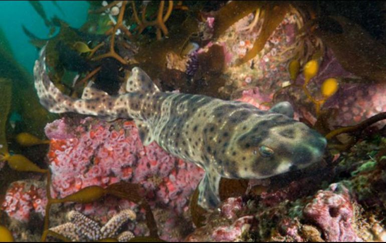 Los descubrimientos recientes relacionados a los tiburones dejan en evidencia lo poco que se conoce de estos animales, que se estima existen hace 400 millones de años. TWITTER / @Pablothemako