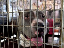 El policía lesionado y el padre del niño fueron trasladados a la Cruz Verde Las Conchas para su atención médica. EL INFORMADOR/Archivo