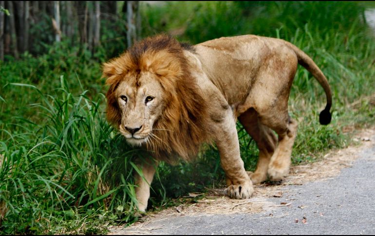 El ataque ocurrió en la zona de la reserva dedicada tanto al turismo como a la conservación. AP/ARCHIVO