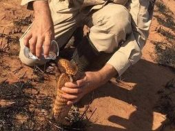 Pedro Ribas Alves es el sargento de los bomberos de Mato Grosso que se acercó a un armadillo para darle agua. Cuerpo de Bomberos de Mato Grosso
