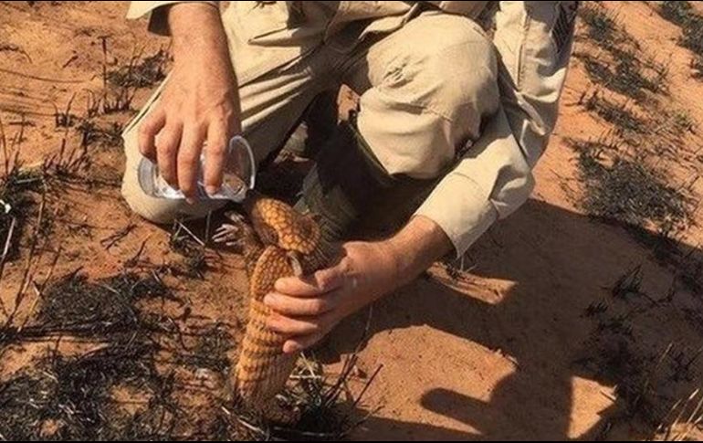 Pedro Ribas Alves es el sargento de los bomberos de Mato Grosso que se acercó a un armadillo para darle agua. Cuerpo de Bomberos de Mato Grosso