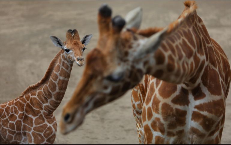 La medida, decidida en la Convención sobre el Comercio Internacional de Especies Amenazadas de Fauna y Flora Silvestres, intenta salvar la especie cuya población ronda los 50 mil ejemplares en el mundo. EFE / ARCHIVO
