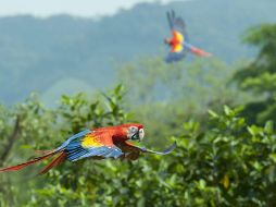 Con el asesinato de Nora López suman 120 los ambientalistas ultimados en México en los últimos 15 años. EL INFORMADOR / ARCHIVO