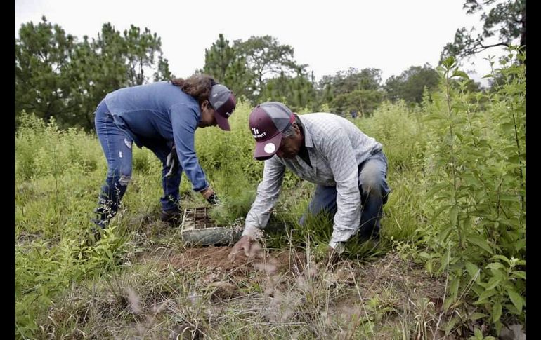 En el Bosque de La Primavera, se continuará con acciones de limpieza de las áreas para evitar la competencia con otras especies. ESPECIAL/ Semadet